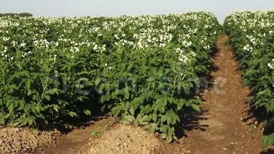 马铃薯植物在农村的田间<strong>开花</strong>。 田里的一排排<strong>土豆</strong>